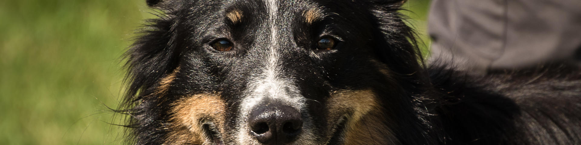 Portrait d'un Border collié à la Fête des Bergers d'Aramits