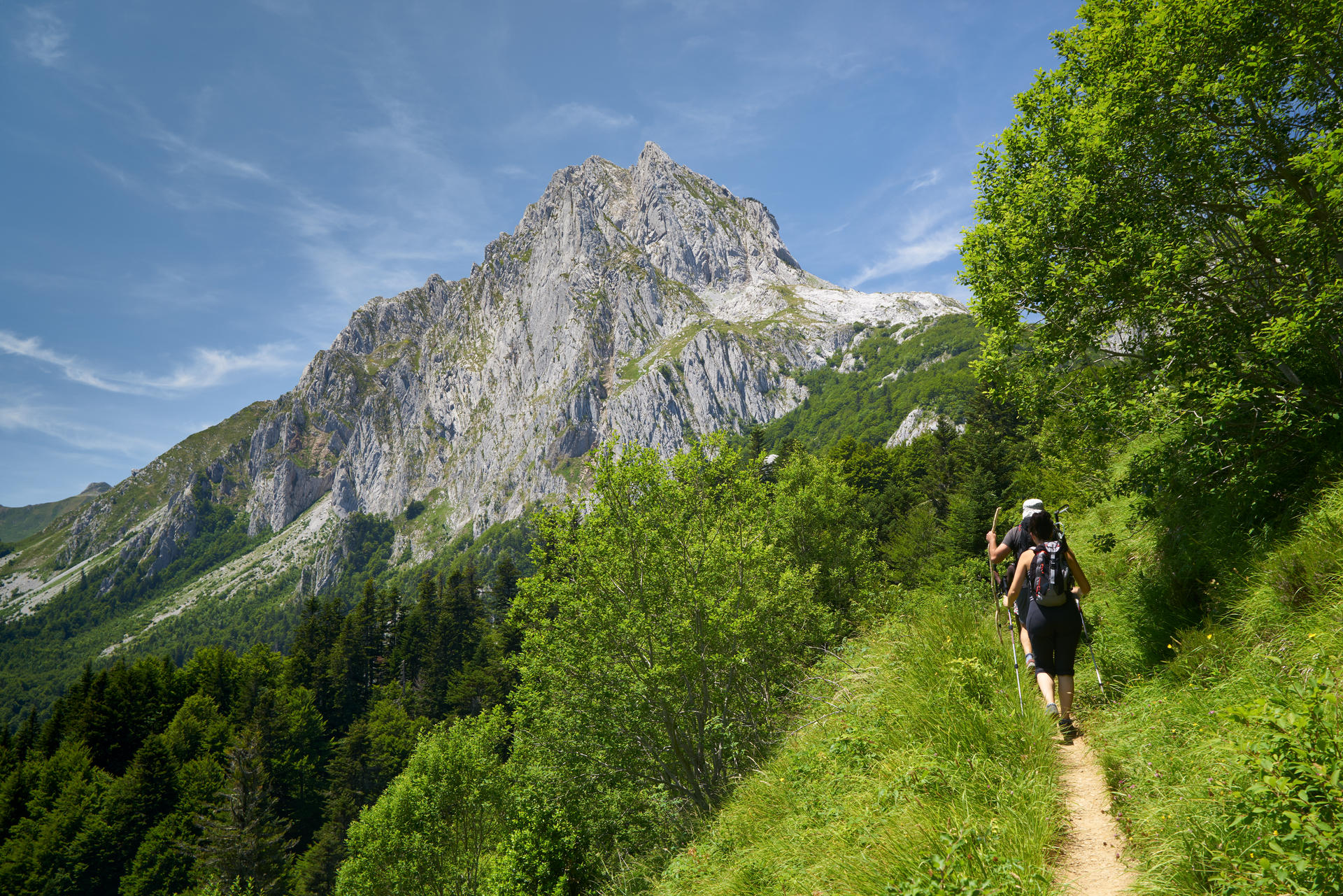 Les Oiseaux Des Pyrénées Observation Au Printemps Site