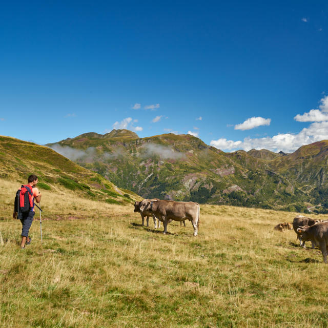 Randonneur regardant un troupeau de vaches en estive