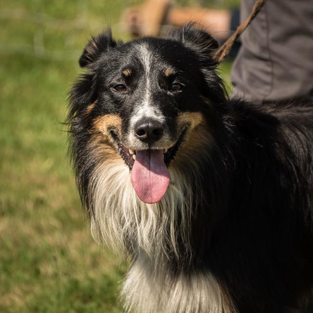Portrait d'un Border collié à la Fête des Bergers d'Aramits