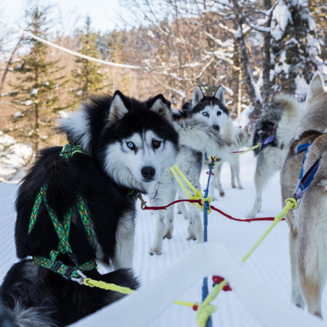Chiens de traîneaux à La Pierre Saint-Martin