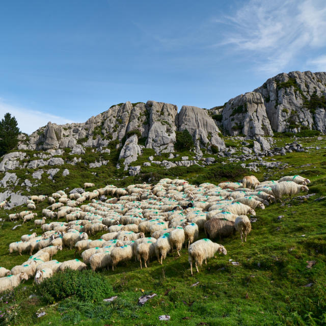 Troupeau de brebis à La pierre Saint Martin