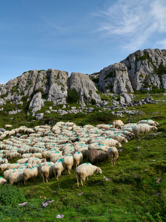 Troupeau de brebis à La pierre Saint Martin
