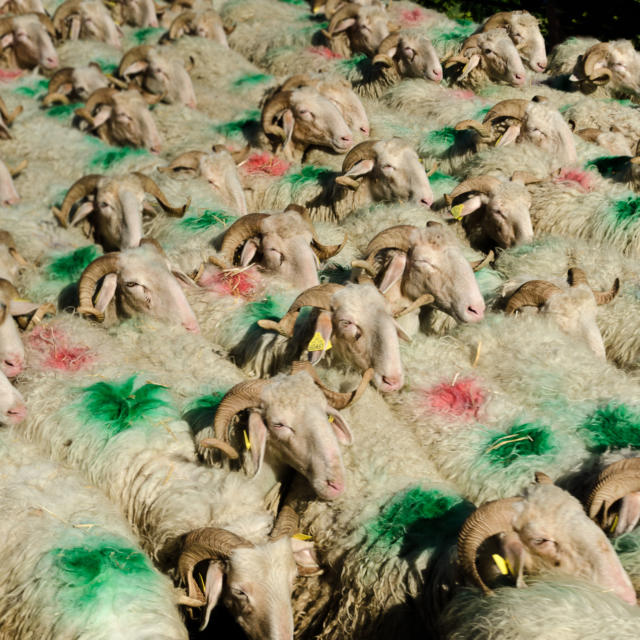 Un troupeau de moutons à la Fête des Bergers d'Aramits