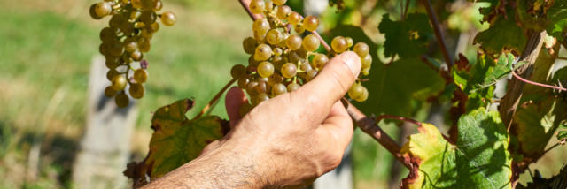 Une main attrape une grappe de raisins