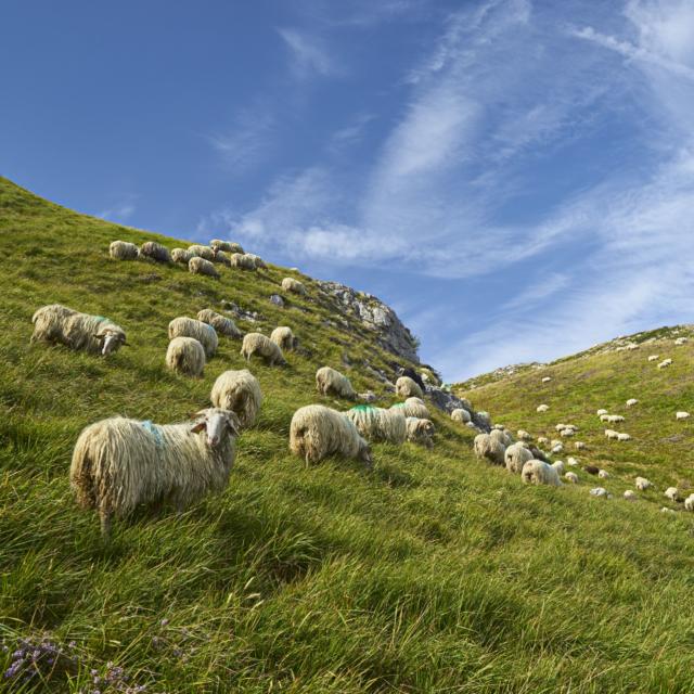 Troupeau de mouton dispersé en montagne à Lees-Athas