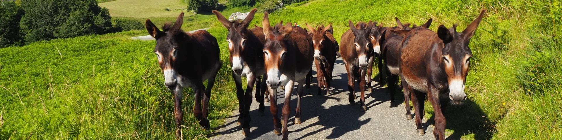 Visitez l'asinerie de Lescun et découvrez les ânes des Pyrénées