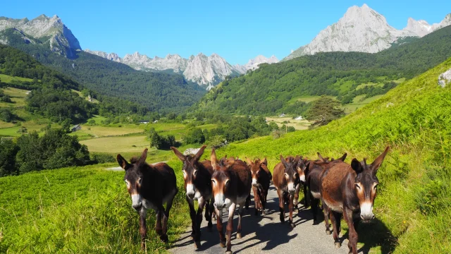 Visitez l'asinerie de Lescun et découvrez les ânes des Pyrénées