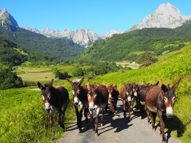 Visitez l'asinerie de Lescun et découvrez les ânes des Pyrénées