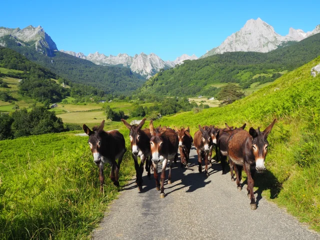 Visitez l'asinerie de Lescun et découvrez les ânes des Pyrénées