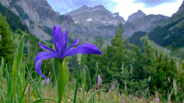 Iris des Pyrénées, fleur de montagne des Pyrénées béarnaises