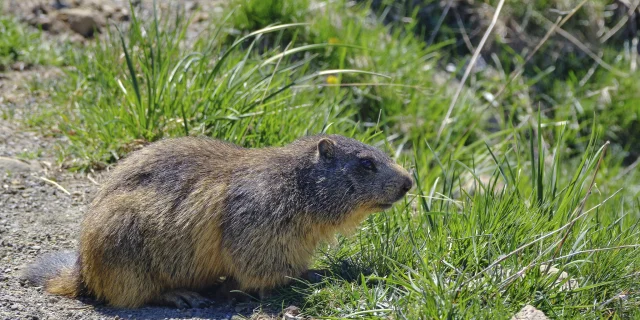 Les marmottes aiment gambader dans les montagnes des Pyrénées béarnaises