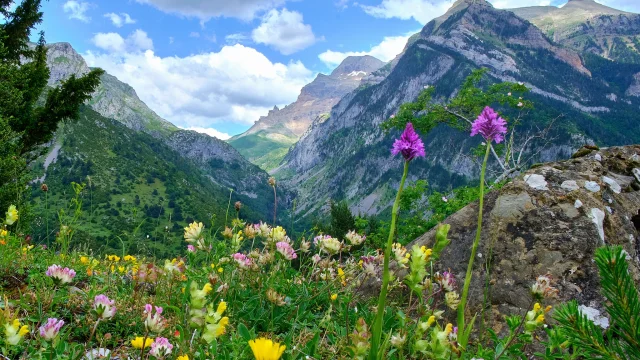 Parterre de fleurs de montagne en Pyrénées béarnaises