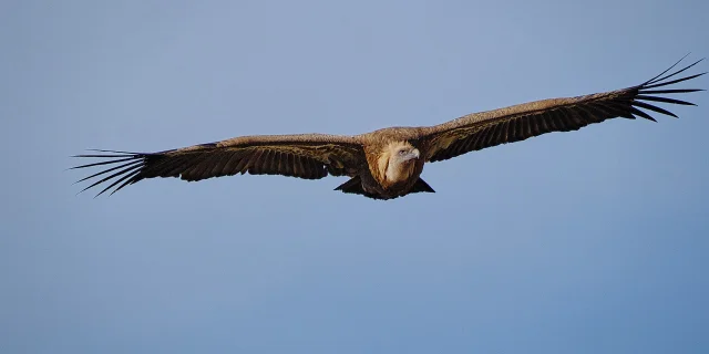 Le vautour est un habitué du ciel des Pyrénées béarnaises