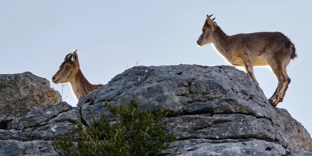 Les bouquetins sont présents dans les montagnes des Pyrénées béarnaises