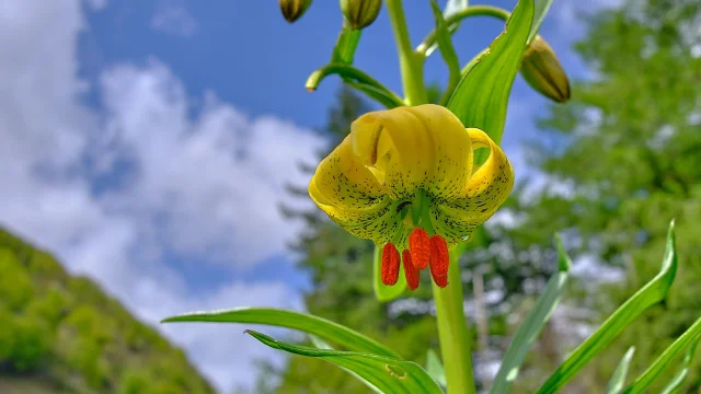 Lis des Pyrénées, fleur de montagne des Pyrénées béarnaises