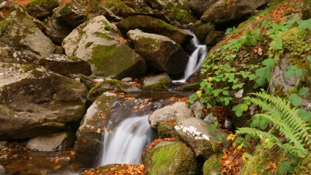 Le gave d'Aspe s'écoule calmement en Automne en Pyrénées béarnaises