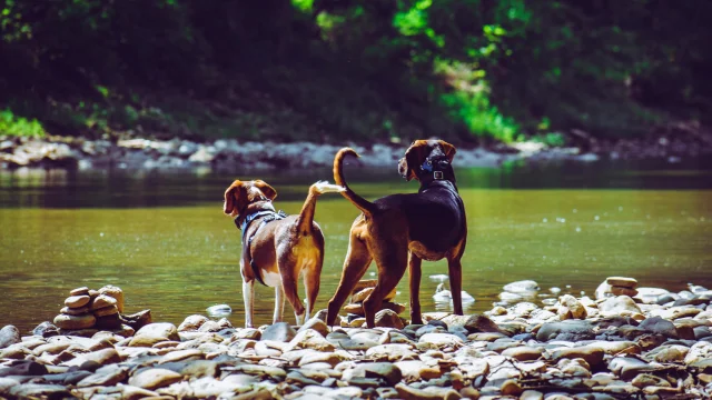 Chiens Au Bord De LEau