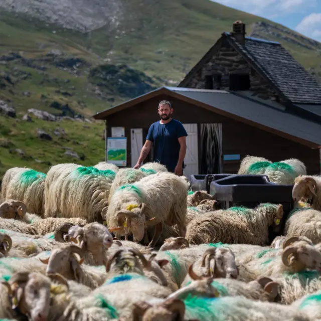 Cédric Pucheu, vis ma vie de berger, à la Pierre Saint-Martin en vallée de Barétous en Pyrénées béarnaises.
