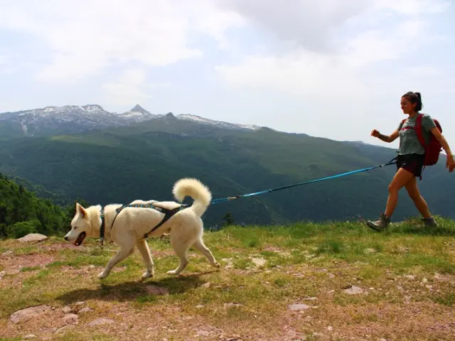 Randonnée avec un chien nordique à La Pierre-Martin en Pyrénées béarnaises.