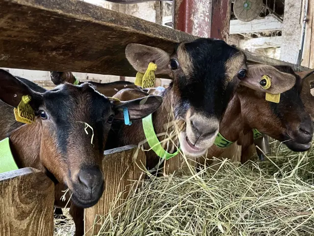 Chèvres d'Iseye, ferme familiale à Aydius, en Pyrénées béarnaises avec une production exclusive de fromages de chèvres.